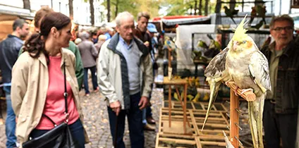 Vogelenmakt Antwerpen